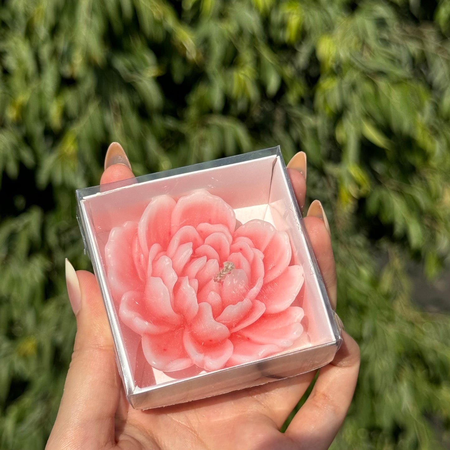 Camellia candle